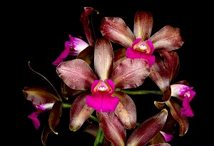 Cattleya Izzy Mahler Arnie AM/AOS 82 pts.